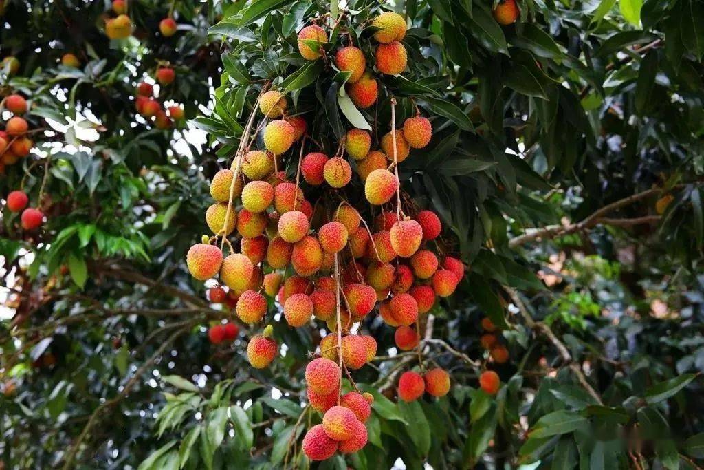 富硒蔬菜种类（蔬菜种类富硒排名）-硒宝网