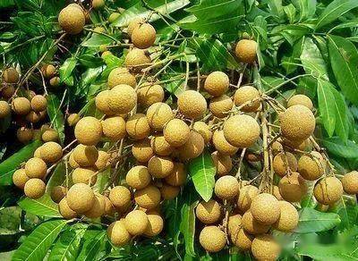 富硒蔬菜种类（蔬菜种类富硒排名）-硒宝网