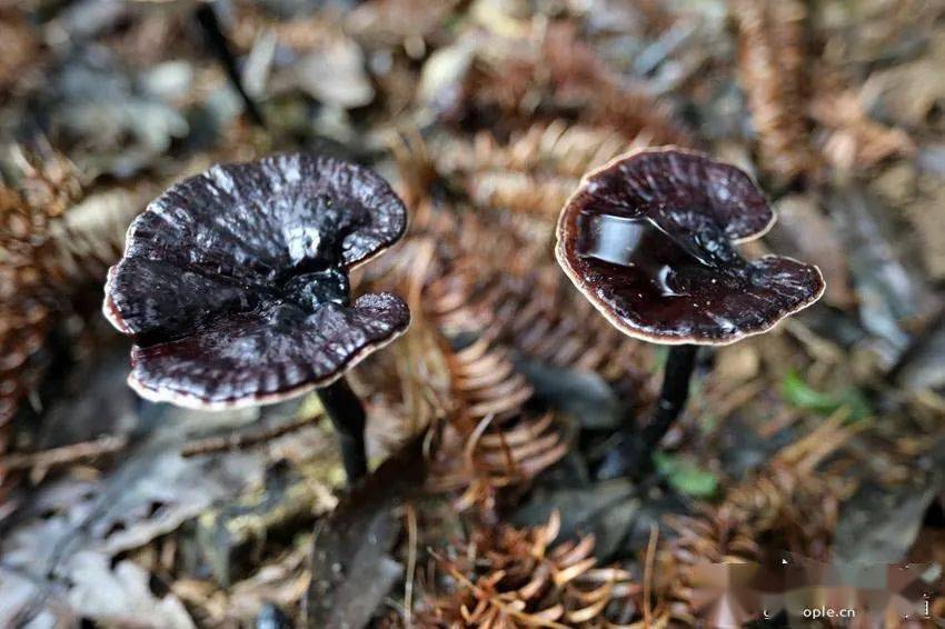 富硒蔬菜种类（蔬菜种类富硒排名）-硒宝网