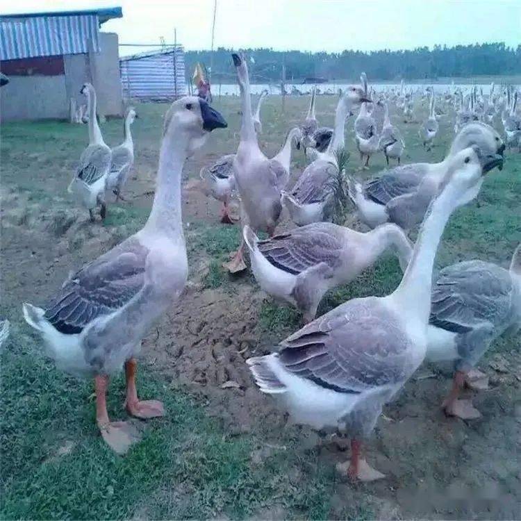 富硒蔬菜种类（蔬菜种类富硒排名）-硒宝网