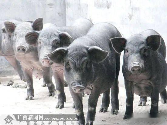 富硒蔬菜种类（蔬菜种类富硒排名）-硒宝网