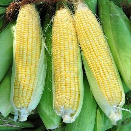 富硒蔬菜种类（蔬菜种类富硒排名）-硒宝网