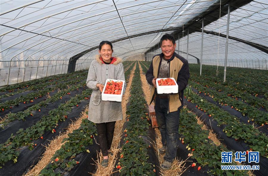 富硒蔬菜栽培(栽培蔬菜富硒的作用)-硒宝网