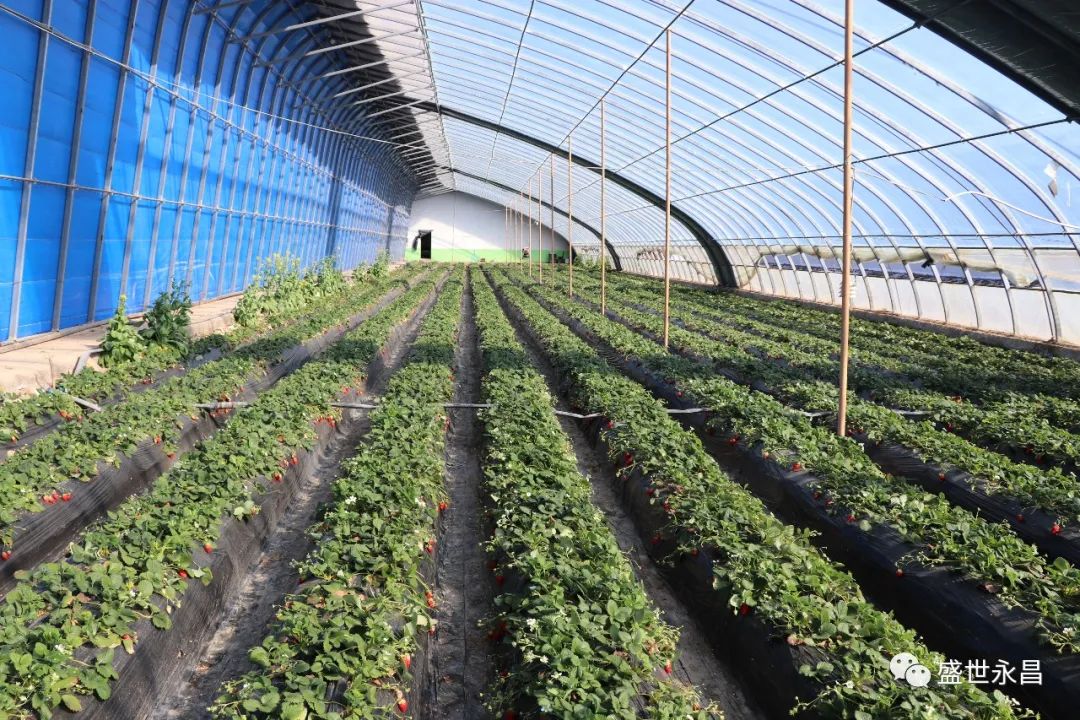 富硒蔬菜栽培(栽培蔬菜富硒的作用)-硒宝网