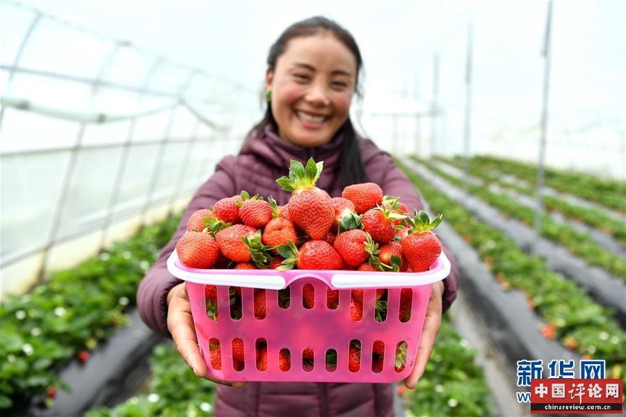 富硒蔬菜栽培(栽培蔬菜富硒的作用)-硒宝网