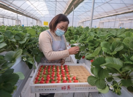 富硒蔬菜栽培(栽培蔬菜富硒的作用)-硒宝网