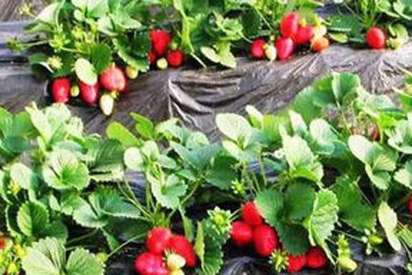 乐都富硒蔬菜(乐都富硒大蒜)-硒宝网