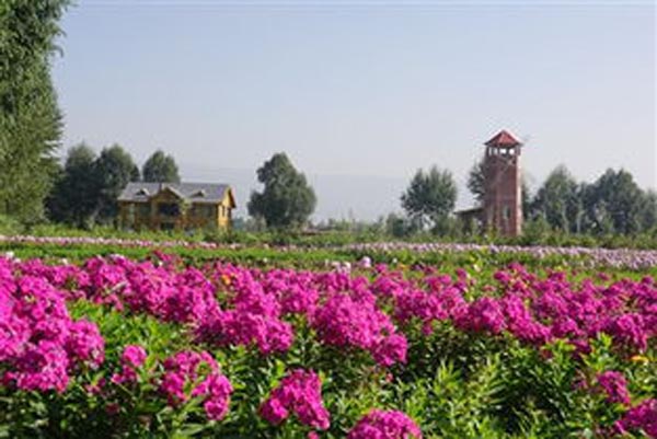 乐都富硒蔬菜(乐都富硒大蒜)-硒宝网