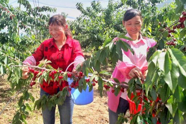 乐都富硒蔬菜(乐都富硒大蒜)-硒宝网