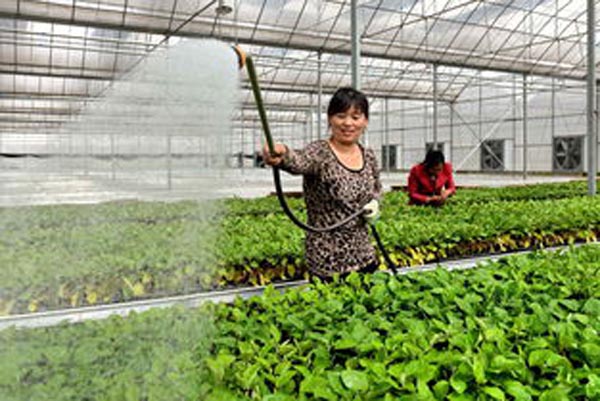 乐都富硒蔬菜(乐都富硒大蒜)-硒宝网