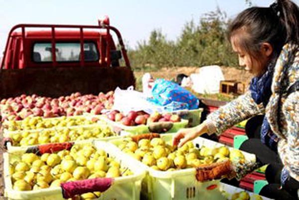 乐都富硒蔬菜(乐都富硒大蒜)-硒宝网