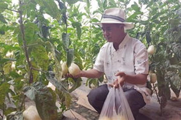 乐都富硒蔬菜(乐都富硒大蒜)-硒宝网