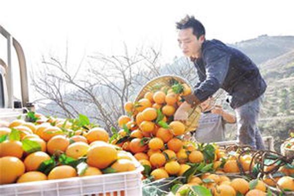 乐都富硒蔬菜(乐都富硒大蒜)-硒宝网