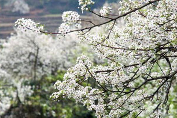 乐都富硒蔬菜(乐都富硒大蒜)-硒宝网