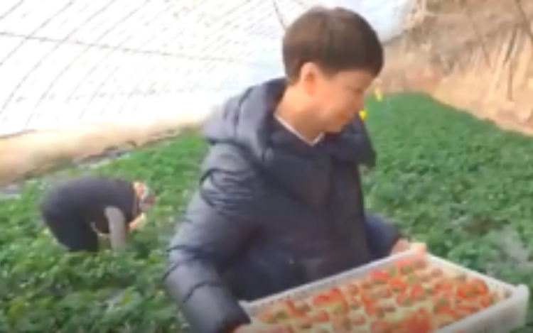 李丽富硒蔬菜(富硒菜价格)-硒宝网