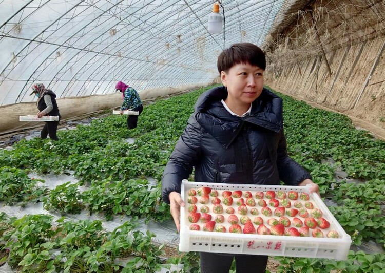 李丽富硒蔬菜(富硒菜价格)-硒宝网