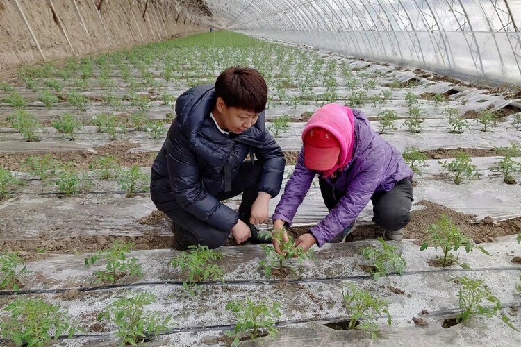 李丽富硒蔬菜(富硒菜价格)-硒宝网