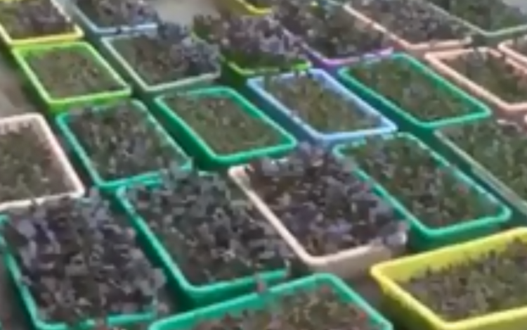 李丽富硒蔬菜(富硒菜价格)-硒宝网