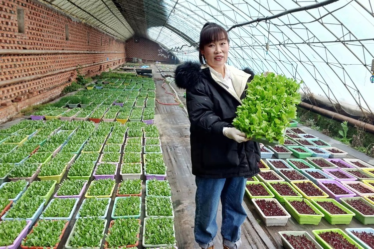 李丽富硒蔬菜(富硒菜价格)-硒宝网