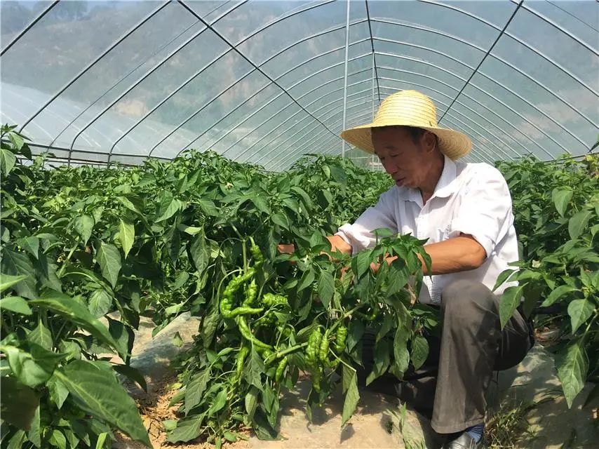 富硒蔬菜价值（蔬菜价值富硒含量）-硒宝网