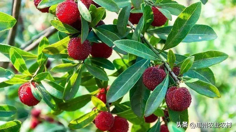 富硒爆汁蔬菜(富硒蔬菜水果)-硒宝网