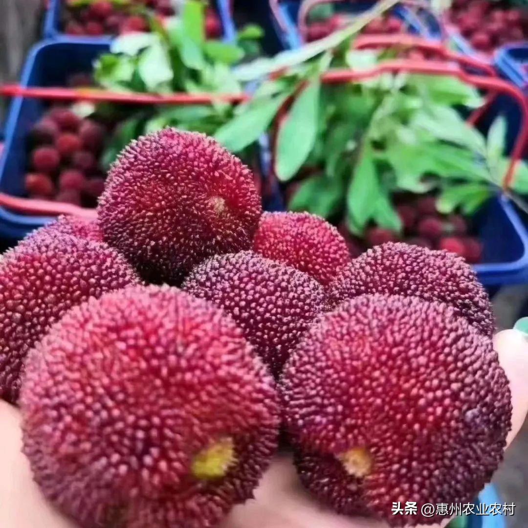 富硒爆汁蔬菜(富硒蔬菜水果)-硒宝网