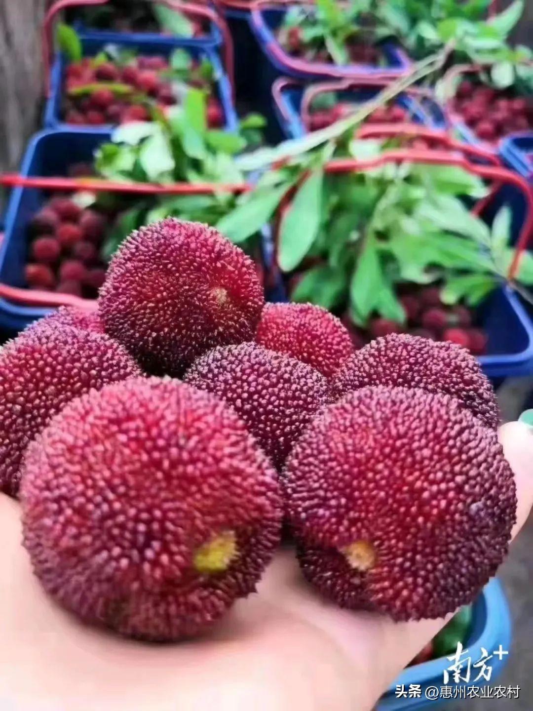 富硒爆汁蔬菜(富硒蔬菜水果)-硒宝网