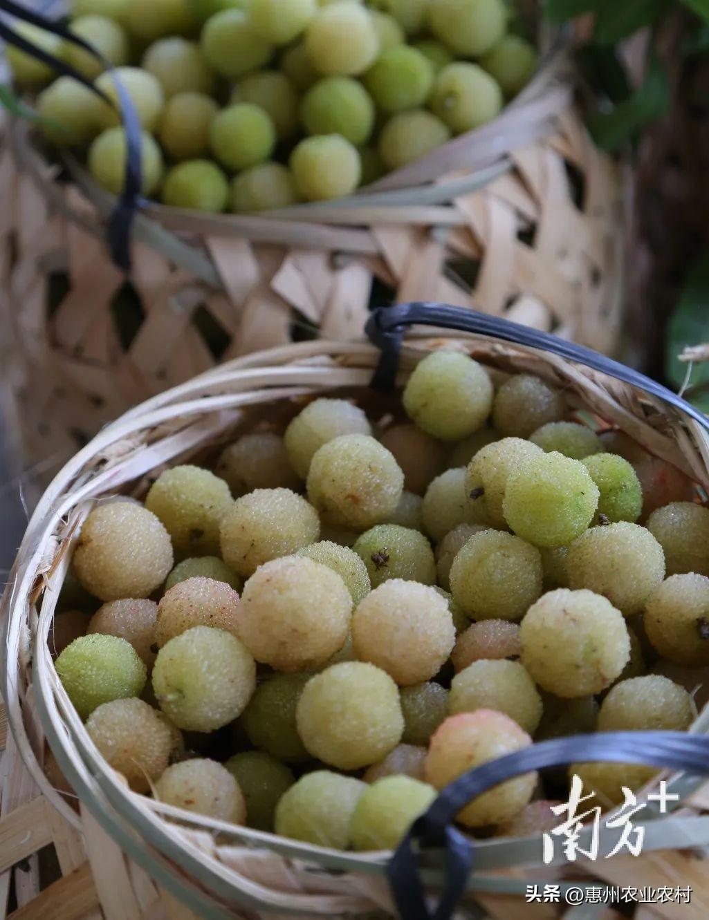 富硒爆汁蔬菜(富硒蔬菜水果)-硒宝网