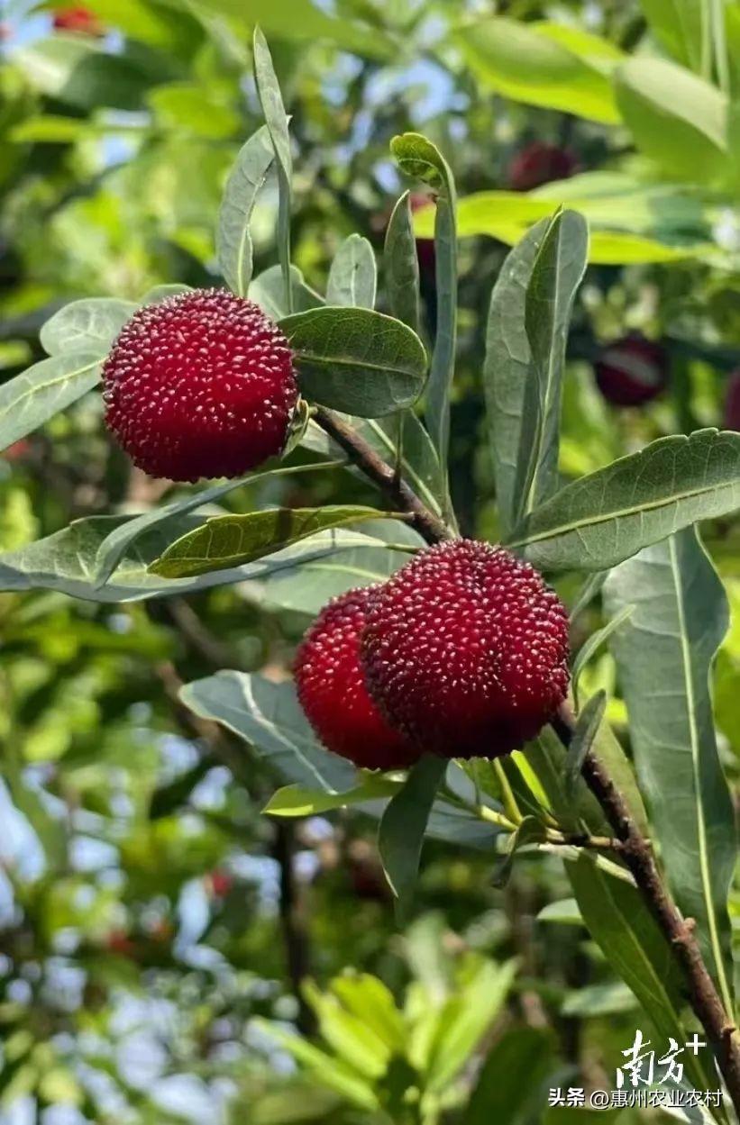 富硒爆汁蔬菜(富硒蔬菜水果)-硒宝网