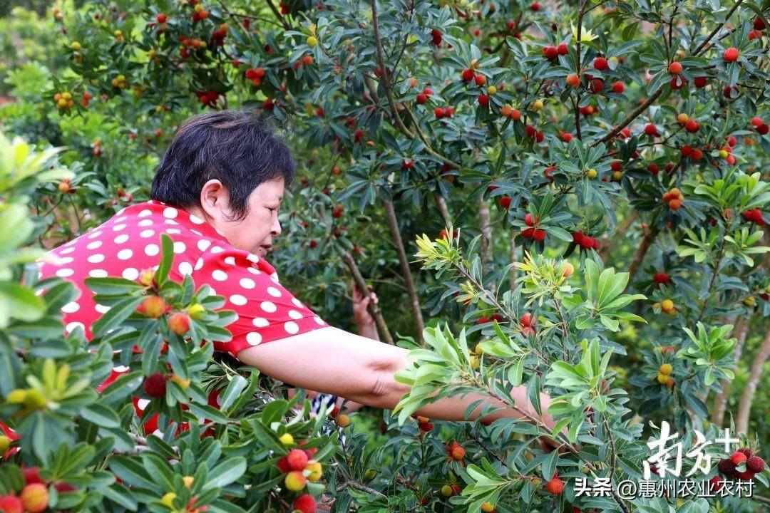 富硒爆汁蔬菜(富硒蔬菜水果)-硒宝网