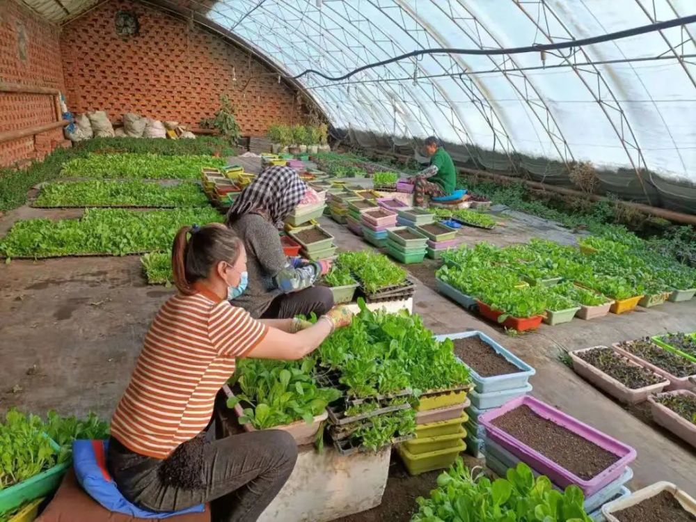 李丽富硒蔬菜(富硒蔬菜的标准)-硒宝网