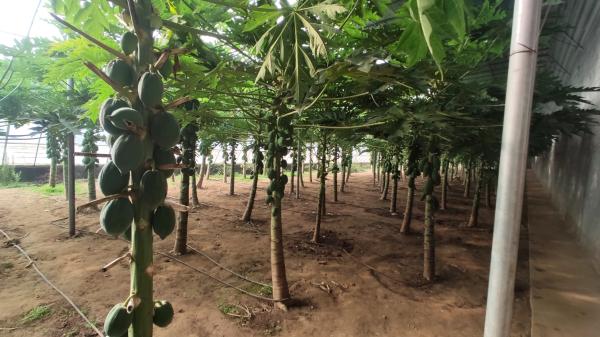 临淄富硒蔬菜(淄博富硒生态园)-硒宝网