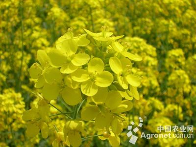 乐亭富硒蔬菜（富硒蔬菜的好处）-硒宝网