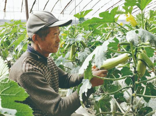 富硒十大蔬菜(蔬菜富硒标准)-硒宝网