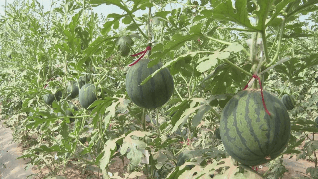 济阳富硒水果（富硒水果的标准是多少）-硒宝网