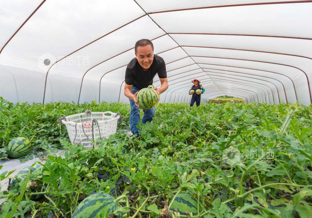 济阳富硒水果（富硒水果的标准是多少）-硒宝网