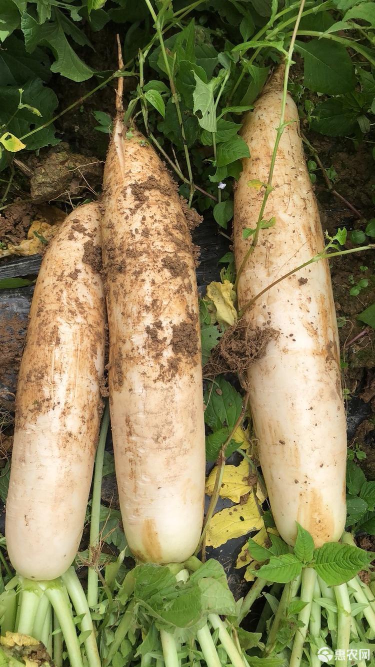 富硒蔬菜市?。ㄊ卟烁晃谐≡谀睦铮?硒宝网