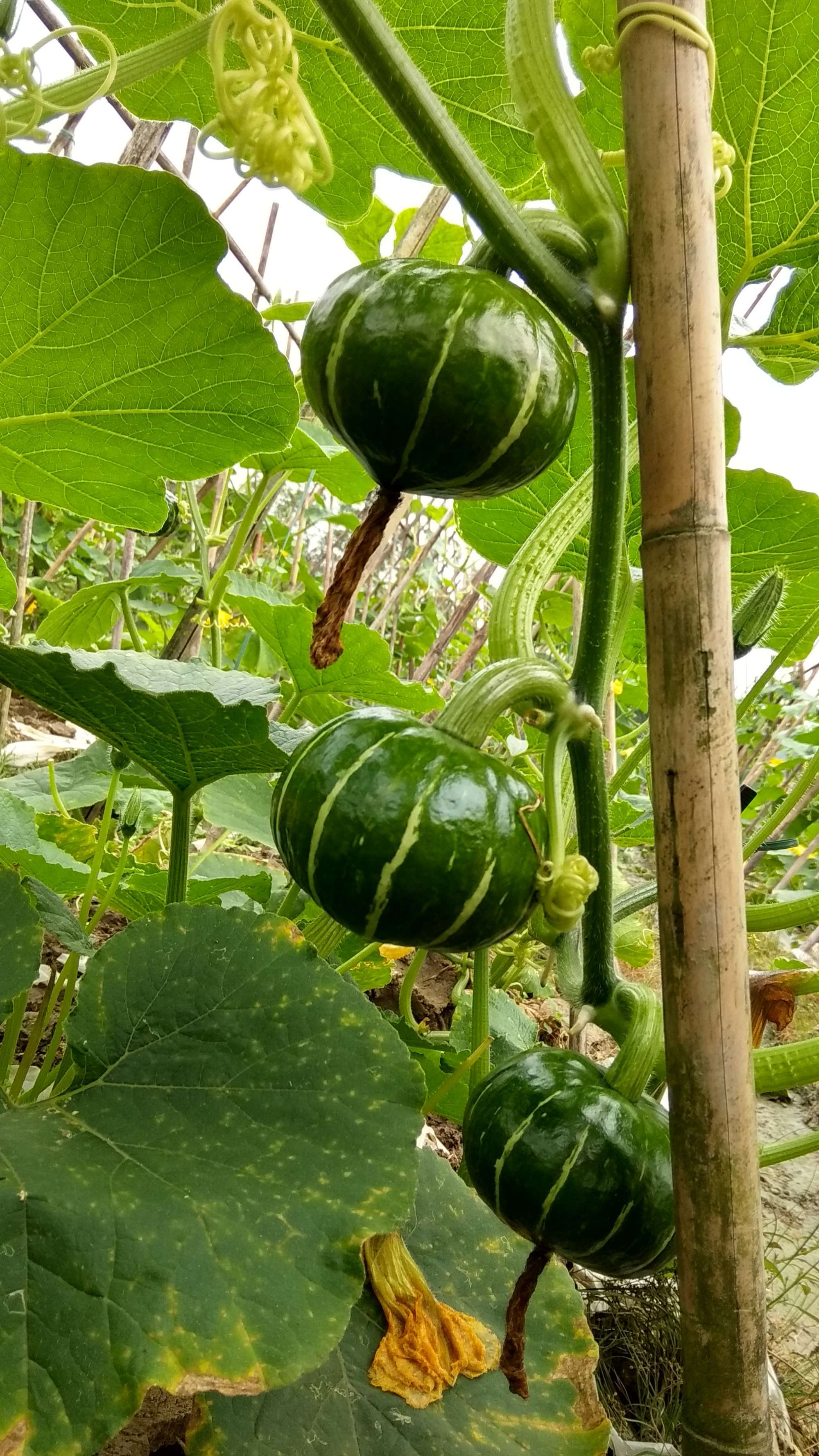 富硒绿色蔬菜（蔬菜绿色富硒图片）-硒宝网