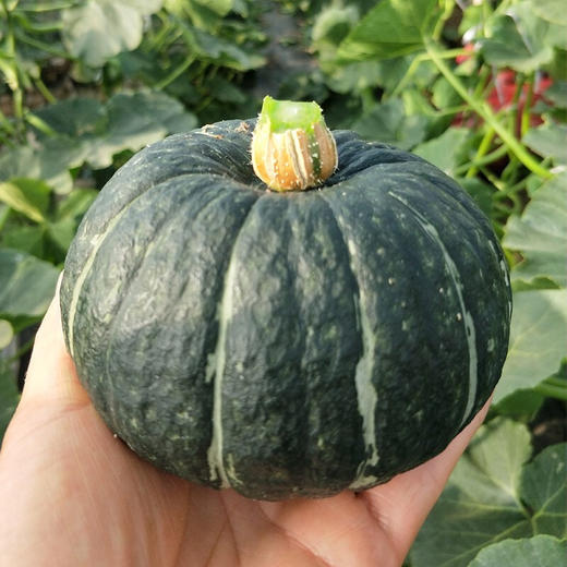 富硒绿色蔬菜（蔬菜绿色富硒图片）-硒宝网