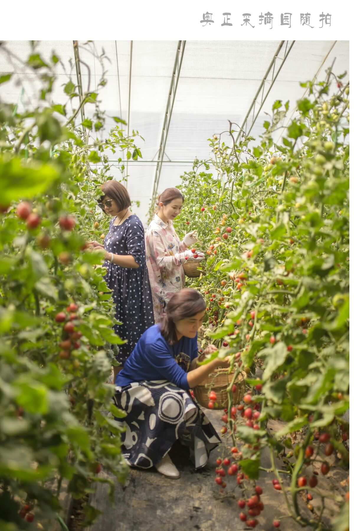 含富硒的蔬菜（蔬菜中含硒元素的有哪些）-硒宝网