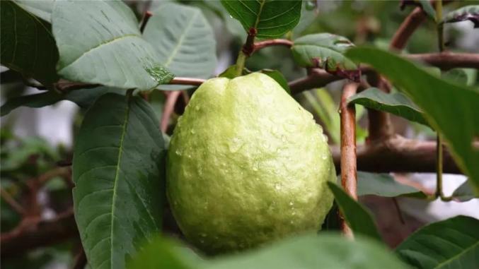 吴忠富硒水果（富硒水果标准）-硒宝网