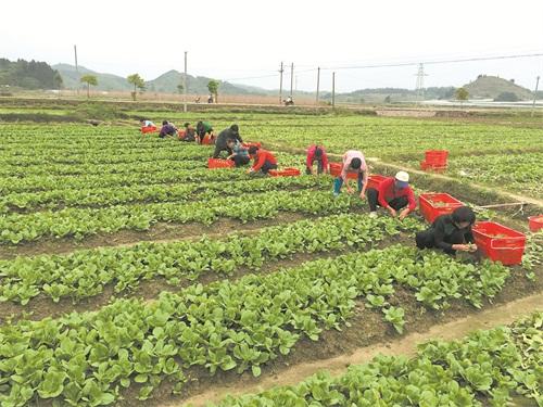 李丽富硒蔬菜（富硒蔬菜价格比普通蔬菜）-硒宝网