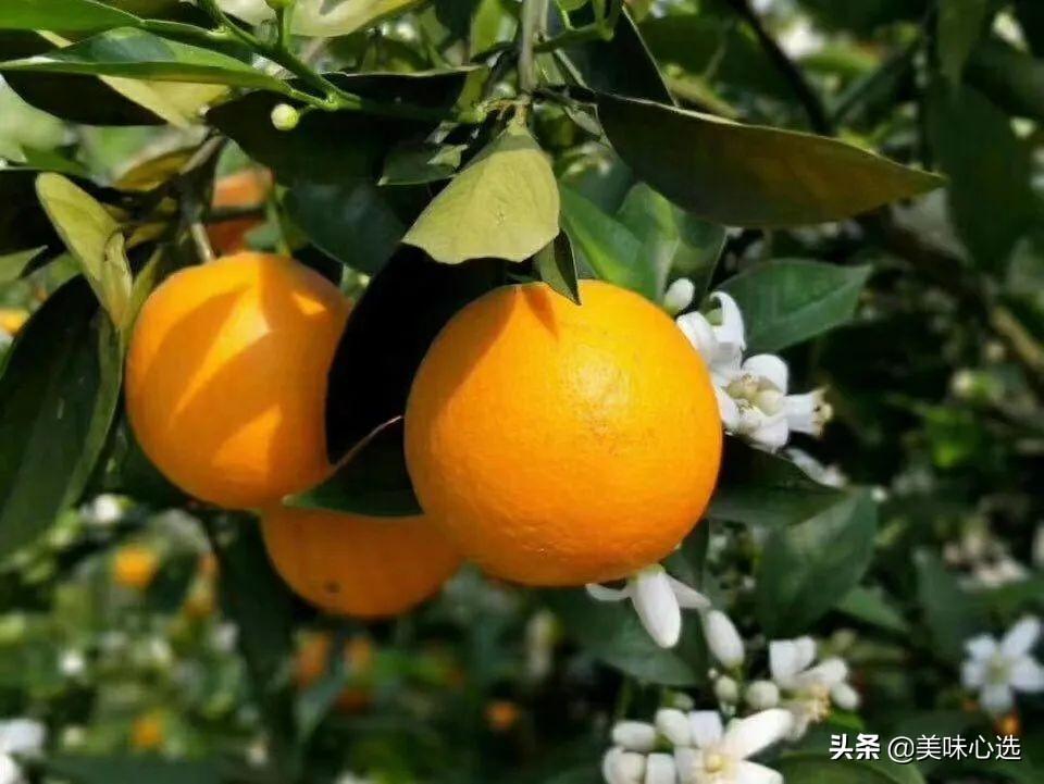 富硒爆汁蔬菜（富硒蔬菜的好处）-硒宝网