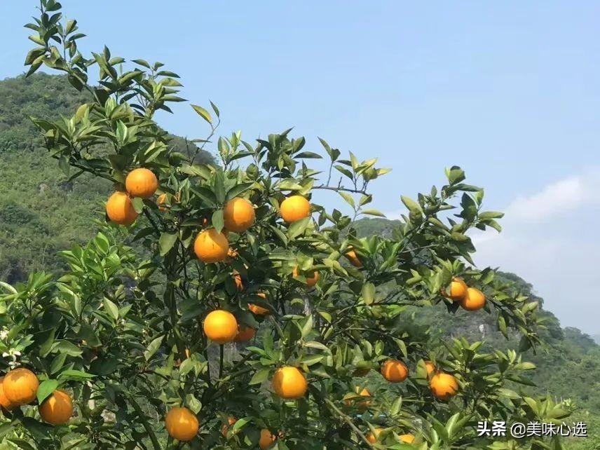 富硒爆汁蔬菜（富硒蔬菜的好处）-硒宝网