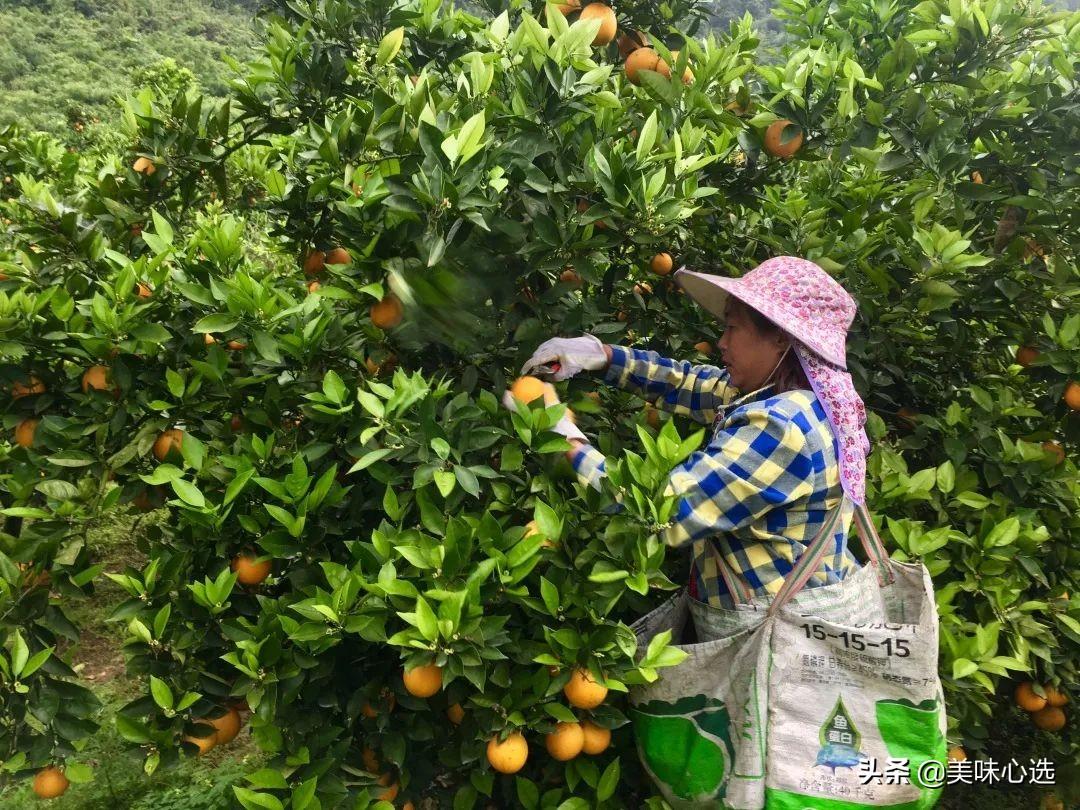 富硒爆汁蔬菜（富硒蔬菜的好处）-硒宝网