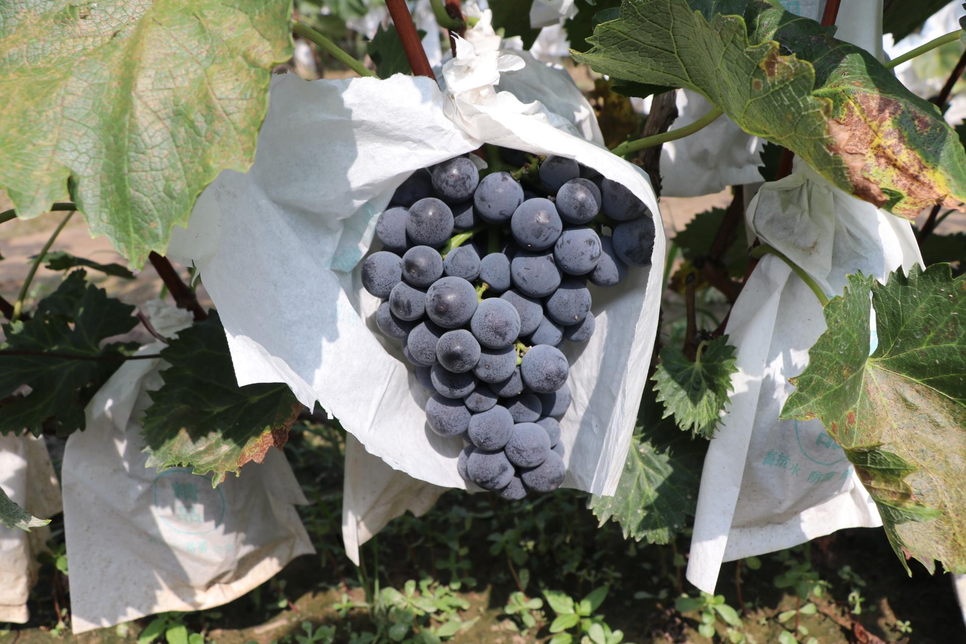 富硒水果葡萄（水果葡萄富硒含量）-硒宝网