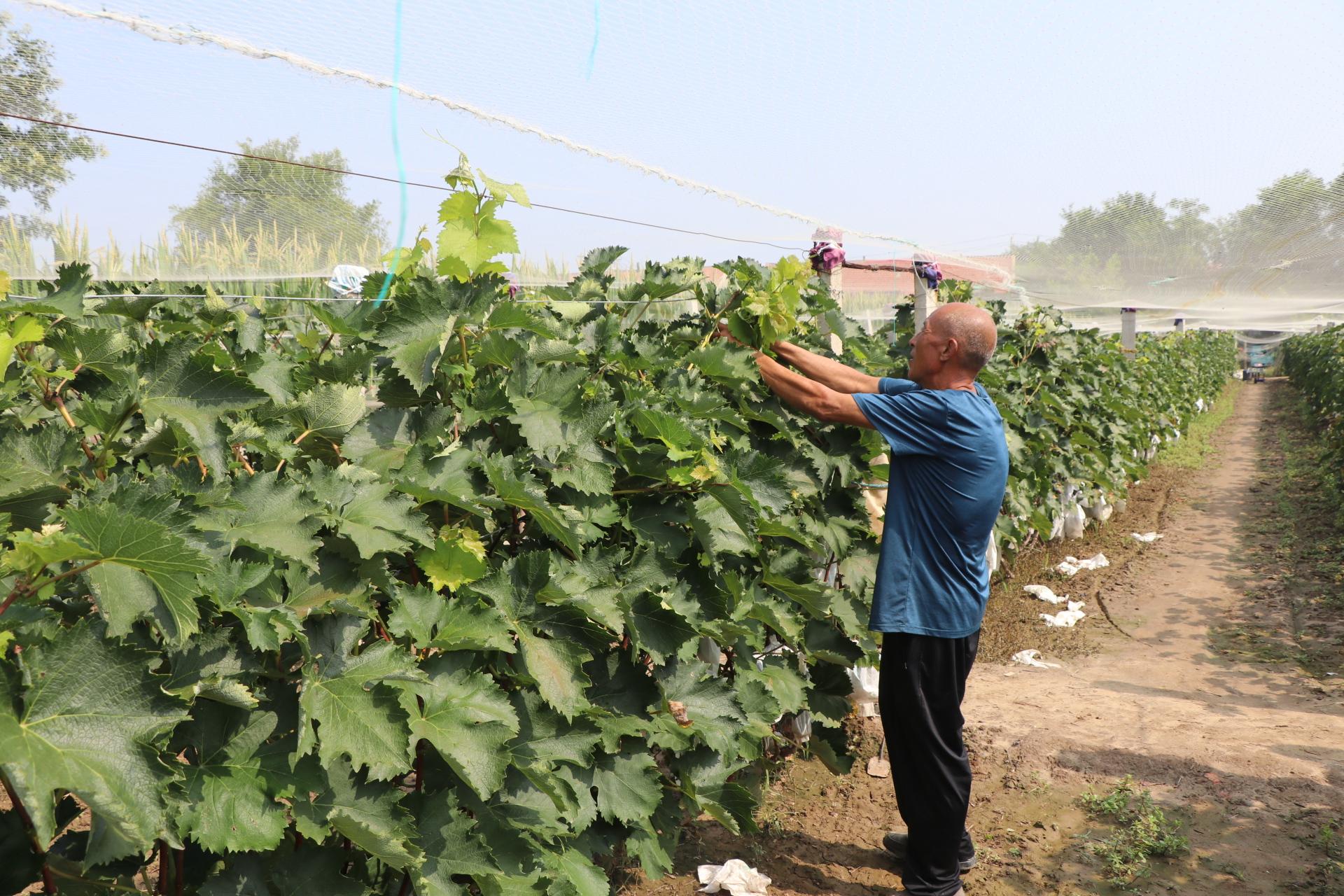 富硒水果葡萄（水果葡萄富硒含量）-硒宝网