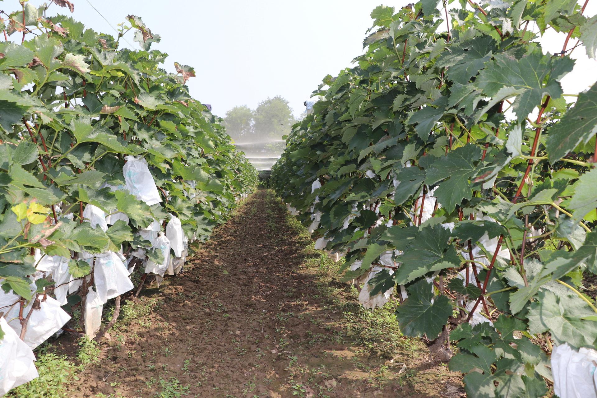 富硒水果葡萄（水果葡萄富硒含量）-硒宝网