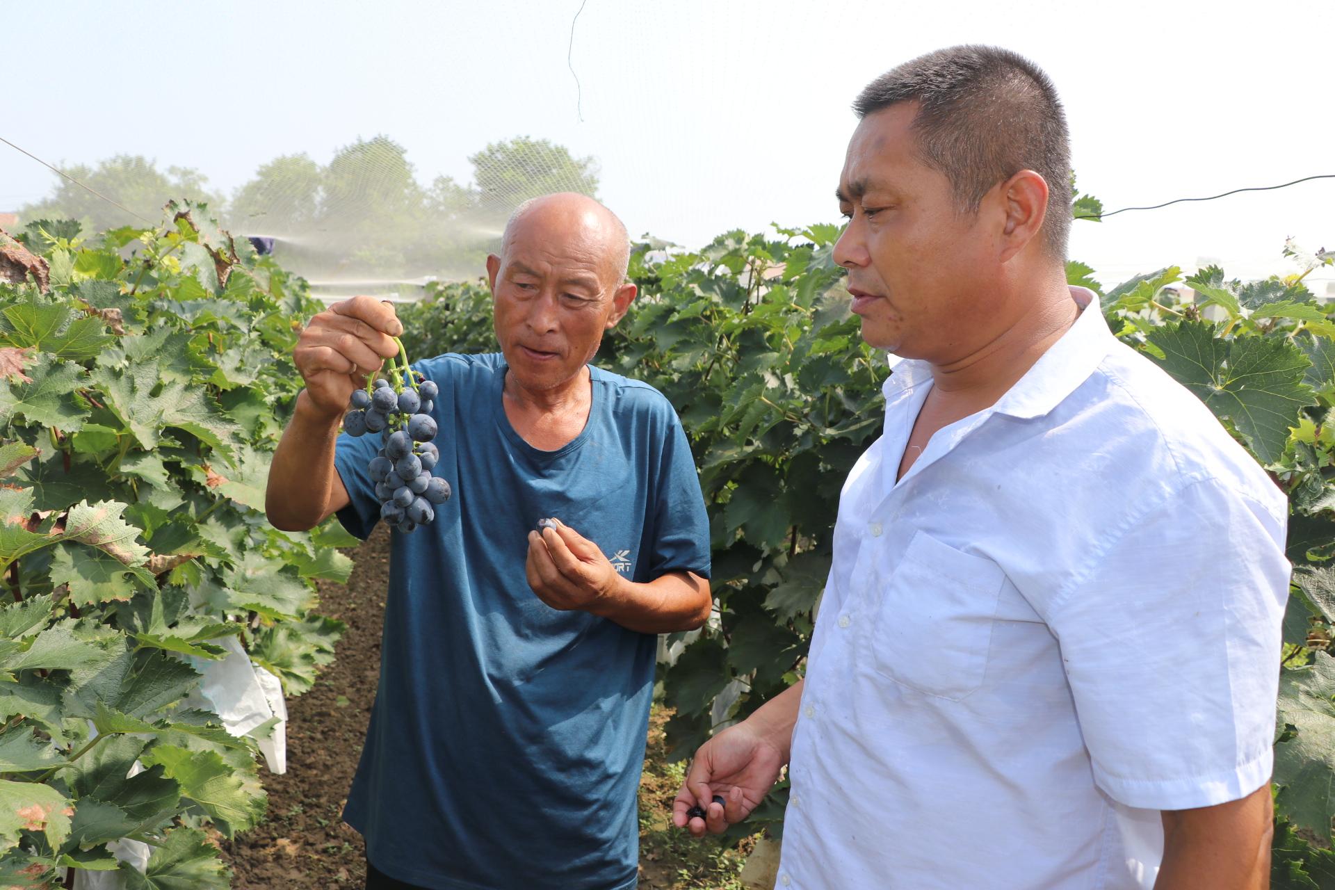 富硒水果葡萄（水果葡萄富硒含量）-硒宝网