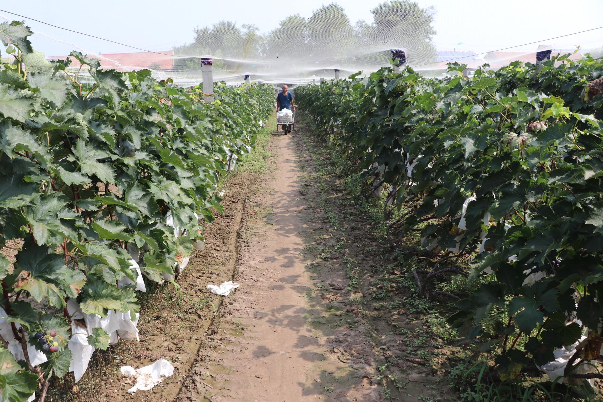 富硒水果葡萄（水果葡萄富硒含量）-硒宝网